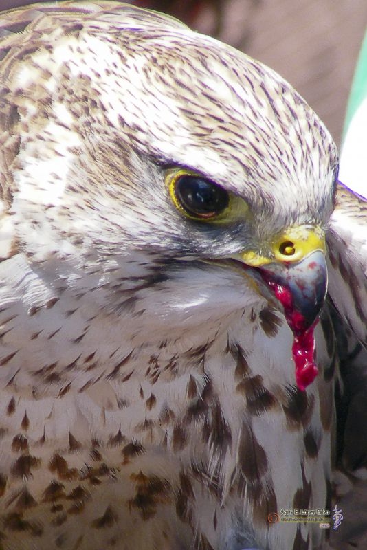 Aguila comiendo .jpg